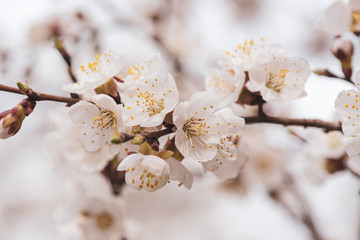 Apricot tree blossoms