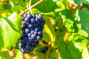 Close up of a bunch of grapes in Burgundy, France