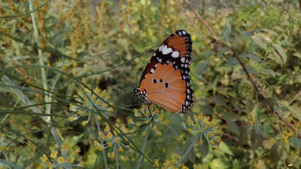 butterfly on flower