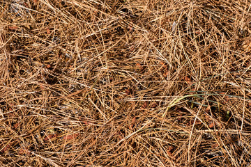 Los pinos tienen hojas en forma de aguja que, cuando se secan y caen, crean alfombras marrones en el bosque.