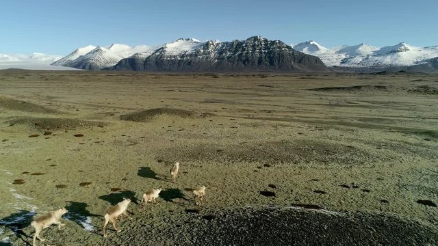 Icelandic reindeers running by the mossy hills in Iceland