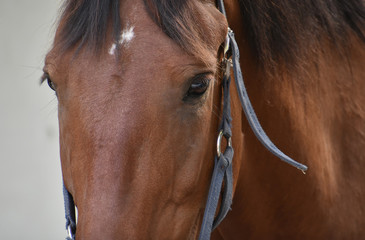 Close up of a domestic horse bay muzzle in a turquoise halter with touching eyes