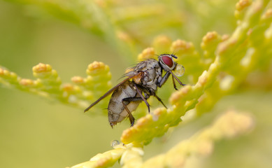 Macro photo of a hairy fly with a drop of water on the yellow branches of a thuja