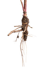 Root of dangerous toxic plant Giant Hogweed. Also known as Heracleum or Cow Parsnip. Isolated on white background with clipping path, sample