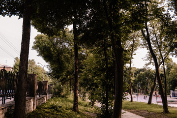 trees in the park
