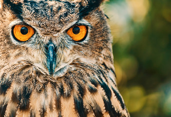 An owl looking straight to the camera with orange eyes