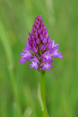 Wild Pyramidal orchid (Anacamptis pyramidalis)