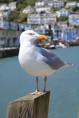 A close up of a Herring Gull perched on a harbour stanchion. Scientific name Larus argentatus. The background of the harbour is blurred to provide context and isolate the gull.