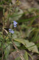 blume