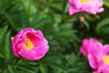 Danging Butterfly Bright Pink Peony Flower in Garden with Blurred Background