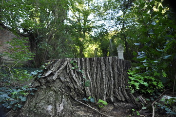 Fototapeta premium baum