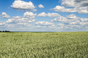 Summer landscape with sky and green wheat. Summer period cultivation of grain crops