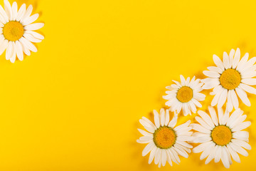 Floral camomile pattern on bright yellow background, top view, flat lay