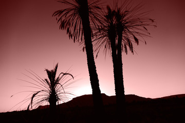 Black silhouttes of palm trees in the desert in front of red brown sunset, Sahara, Morocco, Africa