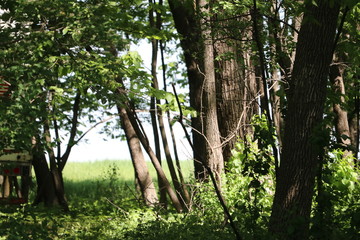 trees in the forest