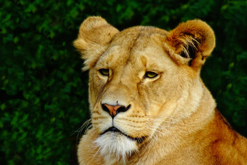 Fototapeta na wymiar Portrait of a female lion waiting for prey
