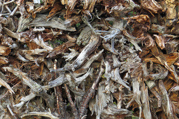 A pile of of dry branches and twigs of trees, Urho Kekkonen National Park, Finland, Europe