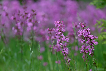 Lychnis Viscaria vulgaris also Silene viscaria. Purple flowers of sticky catchfly or clammy campion in a meadow