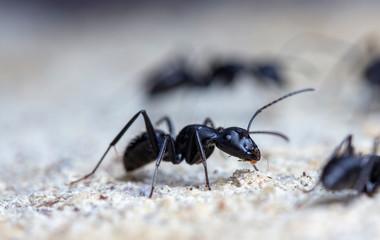 big forest ants in a native habitat