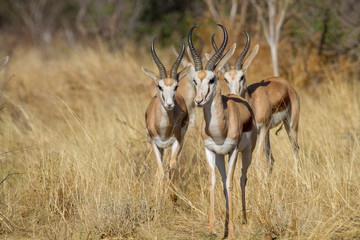 Impala (Aepyceros melampus)