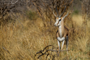 Impala (Aepyceros melampus)