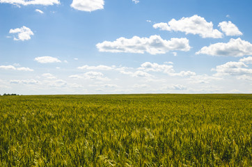 Summer landscape with sky and gold wheat. Summer period cultivation of grain crops