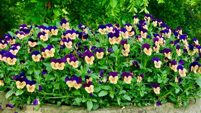 Stiefm&uuml;tterchen, Hornpfeilchen bunt
