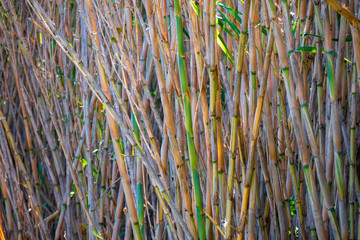 Obraz premium Fondo natural con cañas Reserva natural con un humedal y cañas en el parque de Finky, Buenos Aires, Argentina