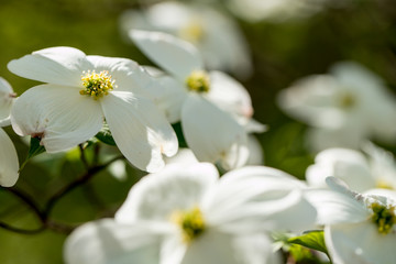 Dogwood flowers in the Ozarks