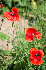 A wild poppies in the garden