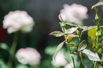 A blossom of the pink rose