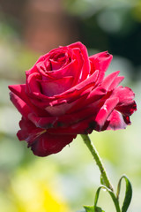 A single red rose in the park