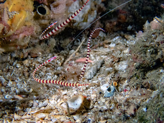 Banded Pipefish (Dunckerocampus dactyliophorus) sheltering near rocks