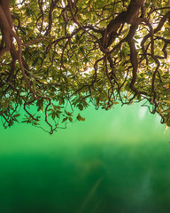 Magnolia and the Lake in green colour