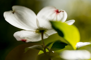 Fototapeta na wymiar Dogwood flowers in the Ozarks