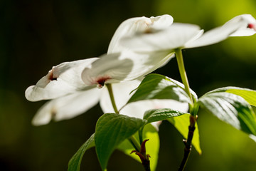 Dogwood flowers in the Ozarks