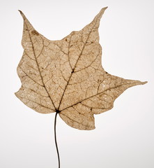 Maple Leaf in Autumn