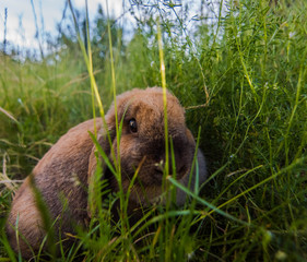 lapin belier