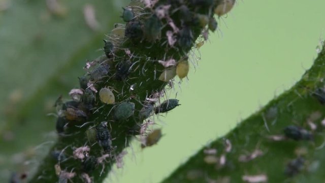 Aphids on the branch of plant - (4K)