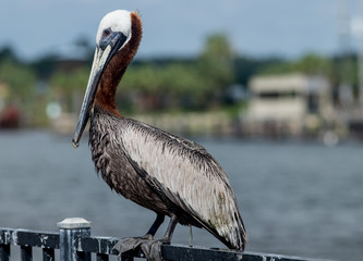 Brown Pelicans in Florida Panhandle
