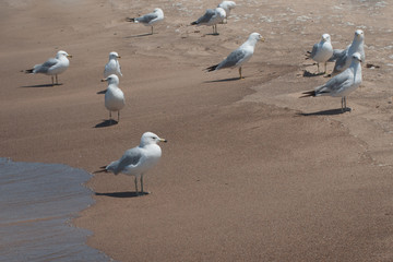 Sea Gulls on the Beach