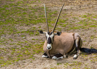 closeup portrait of a gemsbok, common animal specie from the kalahari desert of Africa