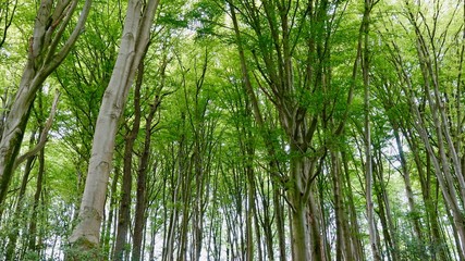 Buchenwald im Bergischen Land, Wanderung