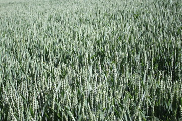 Weizenfeld
