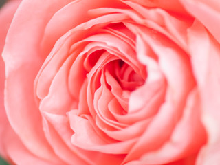 Fototapeta na wymiar macro shot of beautiful pink rose flower. Floral background with soft selective focus, shallow depth of field.
