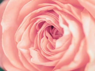 macro shot of beautiful pink rose flower. Floral background with soft selective focus, shallow depth of field.