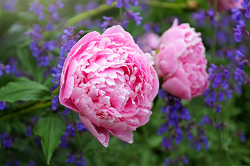 Huge Light Pink Blooms of Sarah Bernhardt Peony Flower and Purple Catmint in Spring Garden