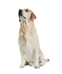 Naklejka na ściany i meble Adorable Labrador Retriever sitting on white background. Lovely dog