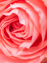 Fototapeta na wymiar macro shot of beautiful pink rose flower. Floral background with soft selective focus, shallow depth of field.