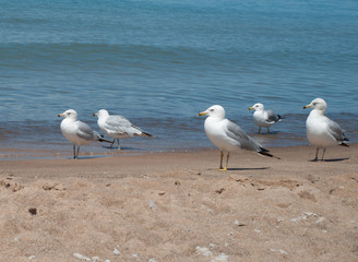 Sea Gulls on the Beach